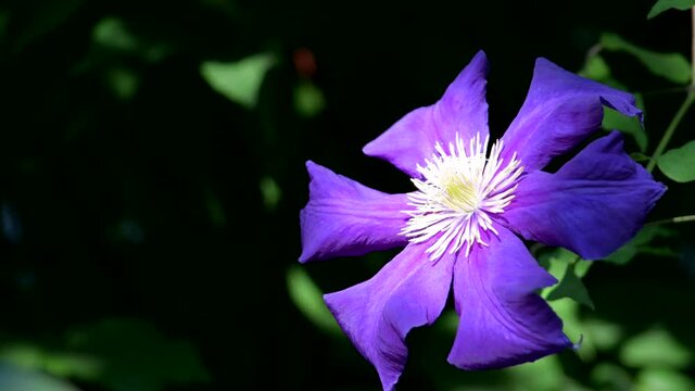 A single bright flower, purple clematis on a green background with place for text; spring background
