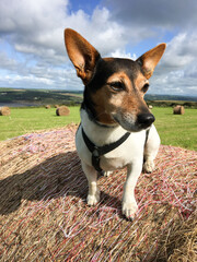 Jack Russell Terrier Dog sitting on hay stack in farm field.