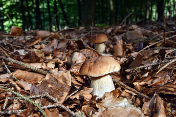 Boletus edulis edible mushroom