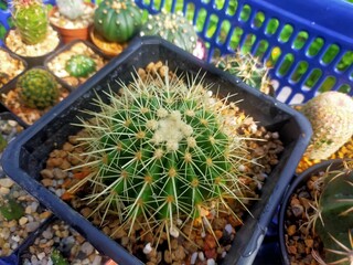 Ichino beautiful cactus in pots