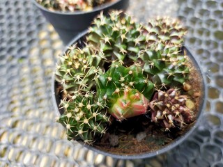 Cactus Gymno Calicium Lb beautiful green various species