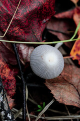 Wild Coprinus fungus also known as a shaggy mane mushroom hidden in the autumn forest foliage.