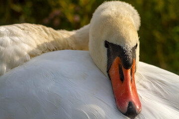 white swan on the water