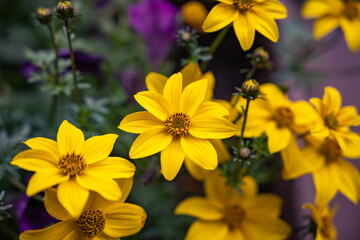 yellow flowers in the garden