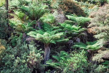 Obraz premium Tree Ferns and dense Forest on a hill in New Zealand
