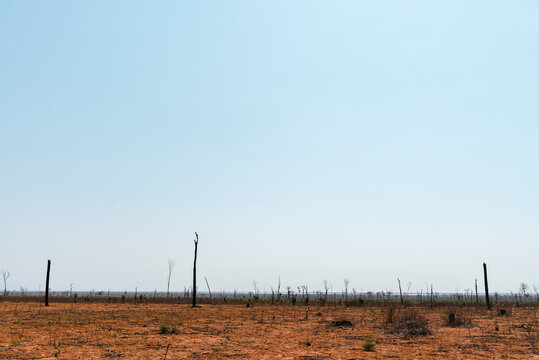 Row of burnt tree trunks in the middle of the savanna of the island of Madagascar, Africa