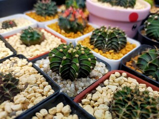 Cactus Gymno Calicium Lb beautiful green various species