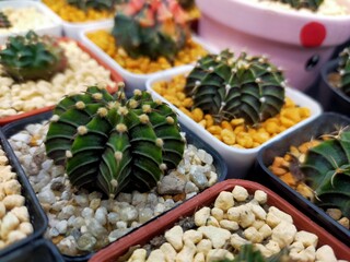 Cactus Gymno Calicium Lb beautiful green various species