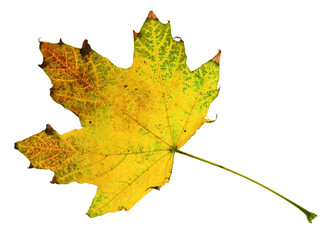 autumn maple leaf closeup object in details, bright and colorful, white background isolated, macro photo, depth of field entire object