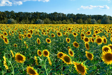 Obraz premium sunflower - bright field with yellow flowers, beautiful summer landscape in sunset