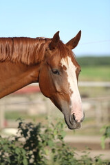 Obraz premium Head of a young brown mare in the corral smmertime on natural background