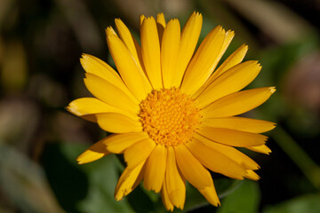Blume