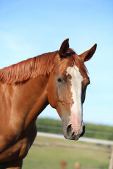 Portrait head shot of a thoroughbred chestnut colored horse in summer paddock under blue sky