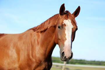 Fototapeta na wymiar Portrait head shot of a thoroughbred chestnut colored horse in summer paddock under blue sky