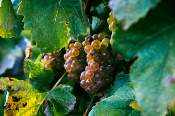 Bunch of grape for txakoli wine ripening at the sun