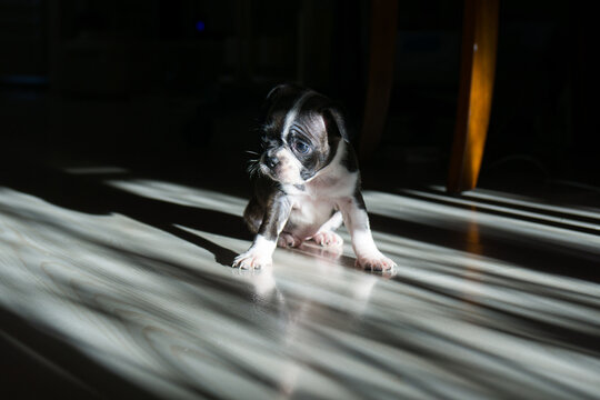 Juno the Boston Terrier Pug at play