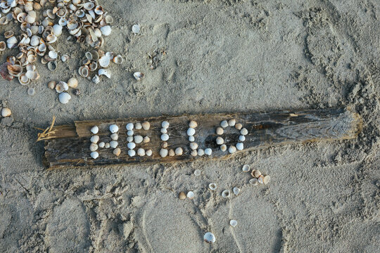 hello letters made of shells on driftwood