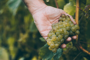 Hand of winemaker checking the ripeness of the grapes