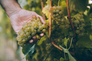 Hand of winemaker holding a bunch of grape for txakoli wine in the vine