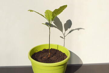 Young mango plant growing from seed at home in a green pot with a white wall. Netherlands, September