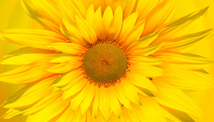 Yellow background of beautiful yellow sunflowers 