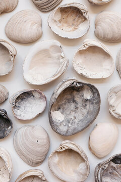 underside of a collection of clam shells