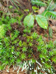 moss on the ground