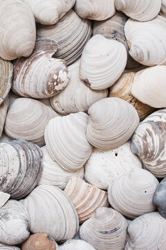 overhead image of rustic clam shells