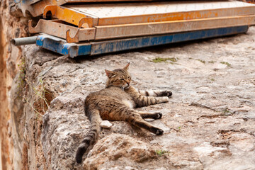 Cat sunning himself on stone wall in Majorca
