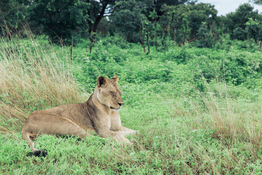 Lioness with eyes closed