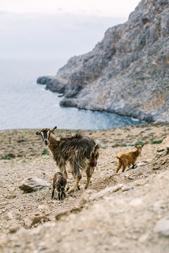 cretan goat with a placenta in the back and a newborn on rocky b