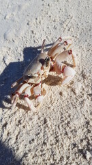 crab on the sand