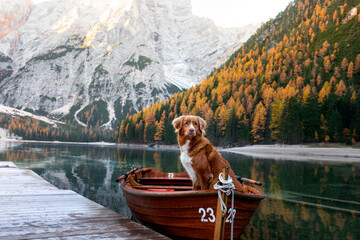  dog Nova Scotia Duck Tolling Retriever in boat. Mountain Lake Braies. boat station. Morning landscape with a pet