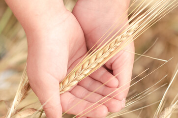 Ripe ears of wheat in the child's palm over field. Autumn harvest concert.