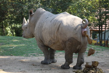 rhinocéros blanc qui fait ses besoins