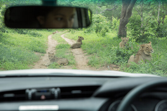 A Pride of Lions seen from the interior of a car