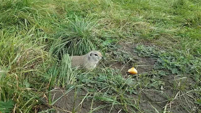 Funny timid ground squirrel stands on his hind legs at his hole. Reaching for a treat - a piece of fresh Apple. Takes the fruit and starts eating it. Wild nature gopher