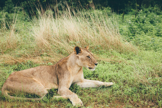 Lioness in the Grass