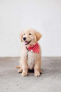 Golden Retriever pet dog