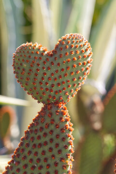 Succulent Heart