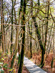 walkpath in the rainforest where the trees with moss
