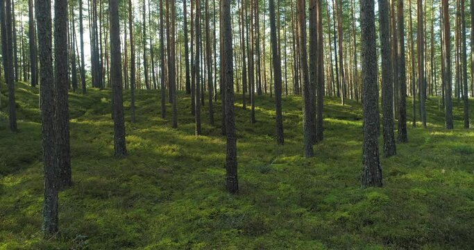 Forest on sunny morning after sunrise camera moving between the trees backwards