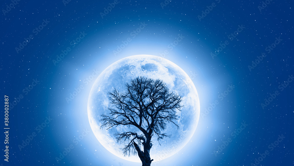 Poster lone dead tree with super full blue moon -