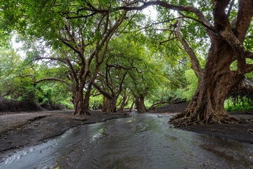 Fototapeta premium A stream in Savannah, Small River flows Through Plantation of Thick Old Curvy African Trees