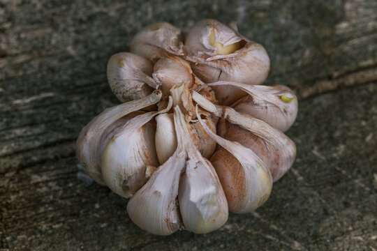 Garlic Bulbs for Planting