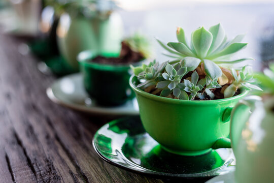succulent plant in tea cup