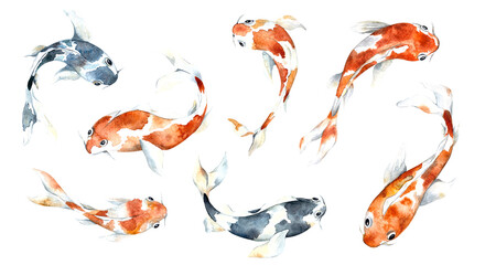 Set of illustrations with fish - koi carp. Isolated elements on a white background. Watercolor orange and blue fish for fabrics, banners, prints, postcards, gifts.