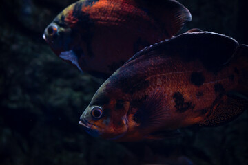 Big fish Astronotus ocellatus in freshwater aquarium 