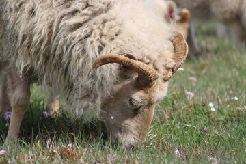 Fototapeta premium Icelandic Sheep in a beautiful and rough Icelandic landscape 