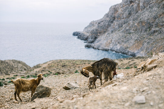 cretan goats with a 2minute old newborn on rocky beachside, cret